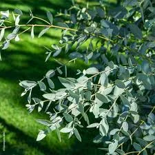 Eucalyptus Feuille Ent Bio